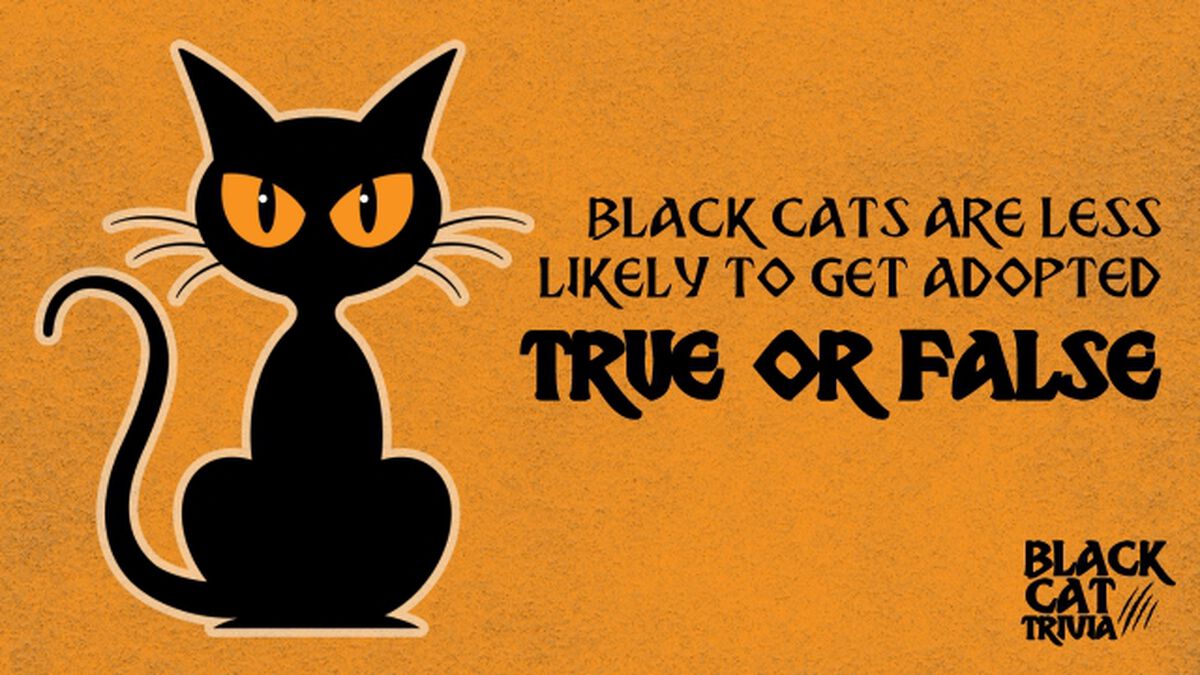 Black Cat Trivia image number null
